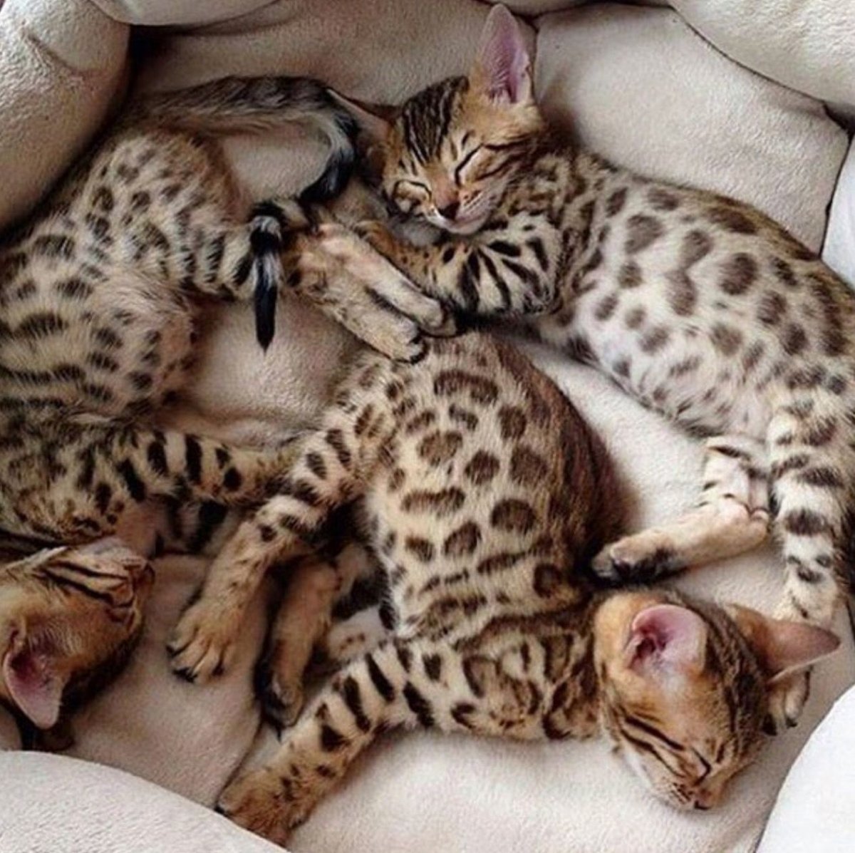 Блю тебби Бенгальская кошка