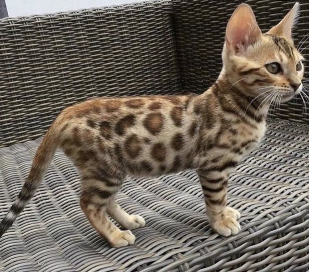 Леопард Оцелот Ягуар