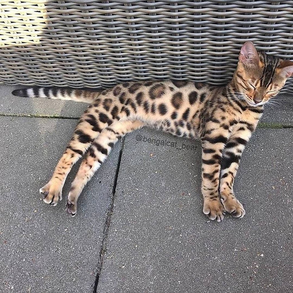 Кошка пятнистая Бенгальская