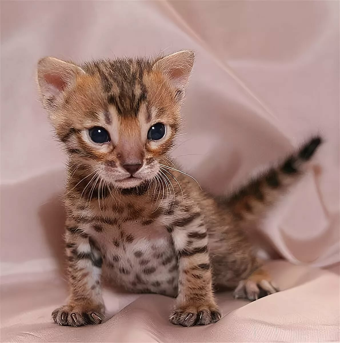 Азиатская леопардовая кошка