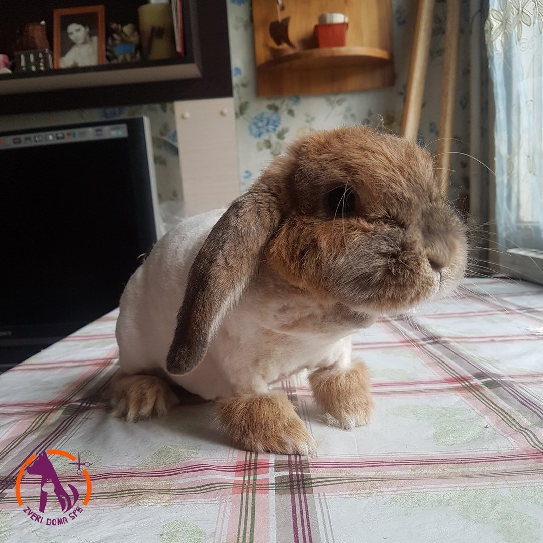 Груминг кролика