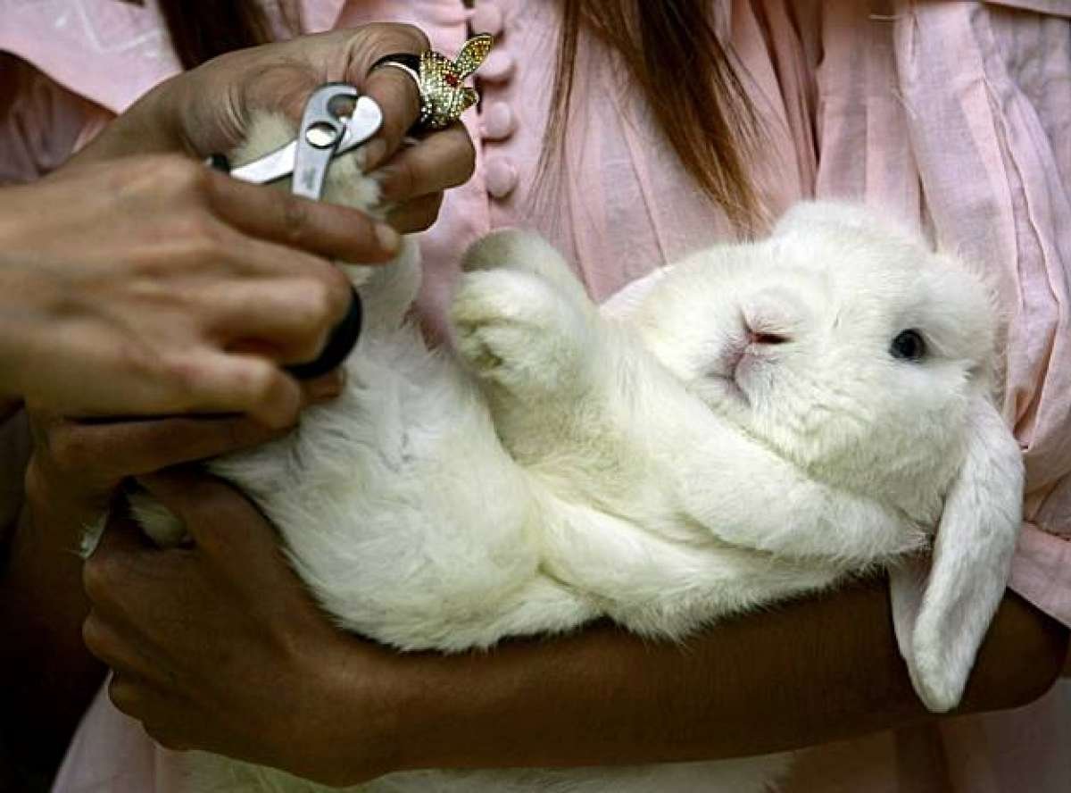 Подстричь ногти кролику