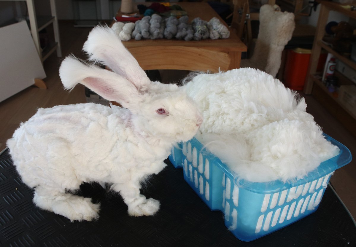 Ангорский кролик стрижка