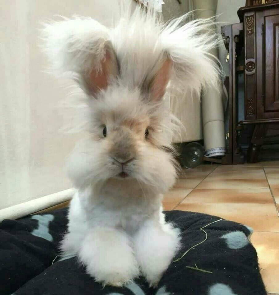 Английский ангорский кролик