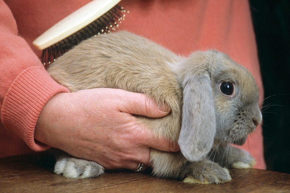 Стрижка кролика