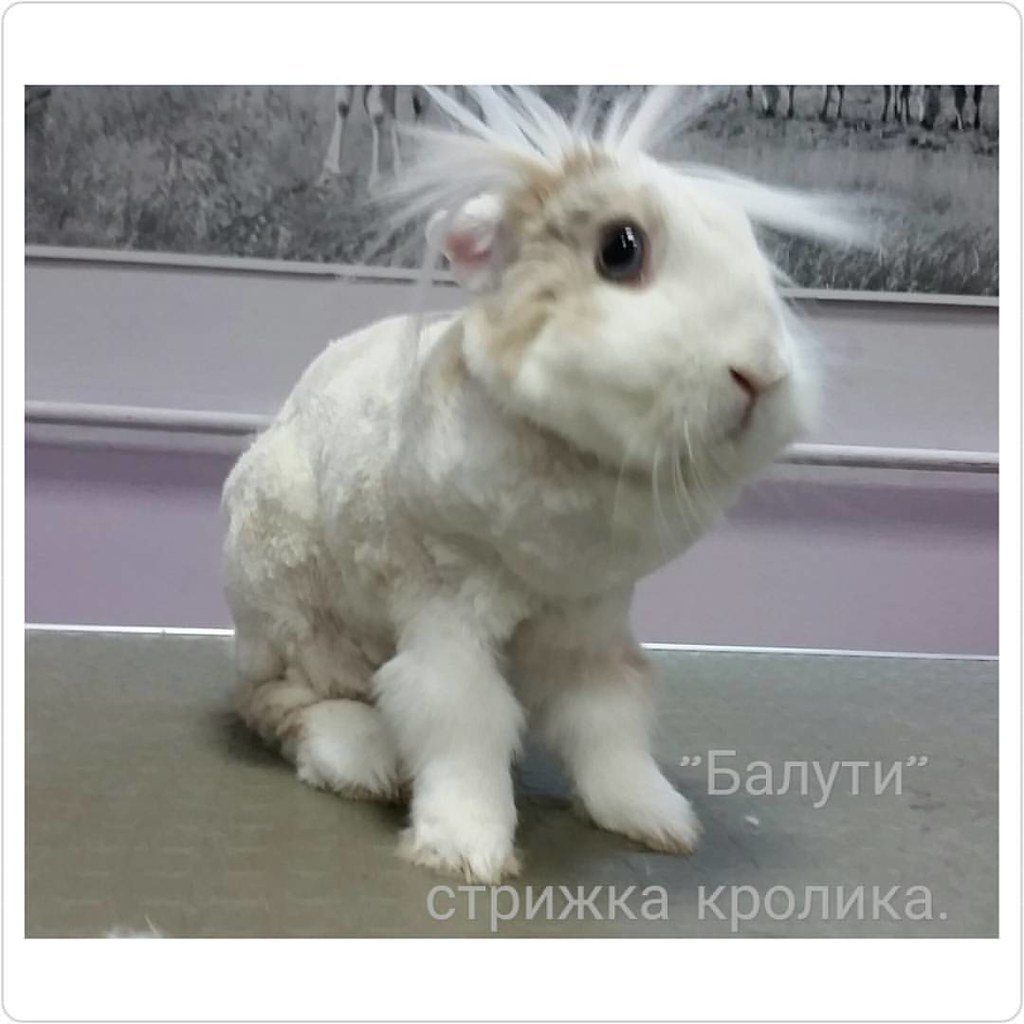 Стрижка кроликов в салоне Милорд