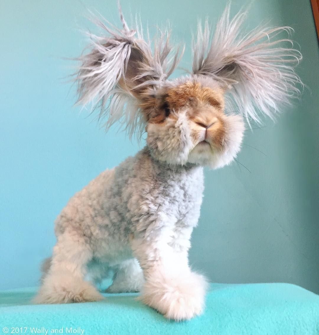 Ангорский пуховой кролик