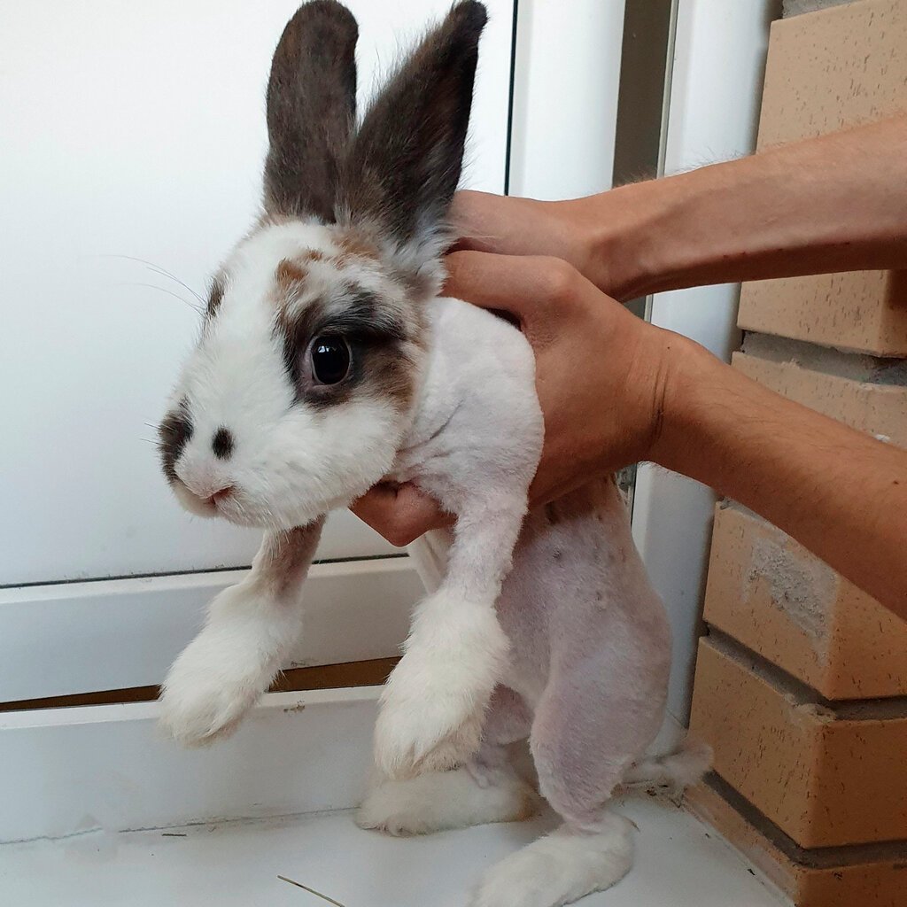 Подстриженный кролик