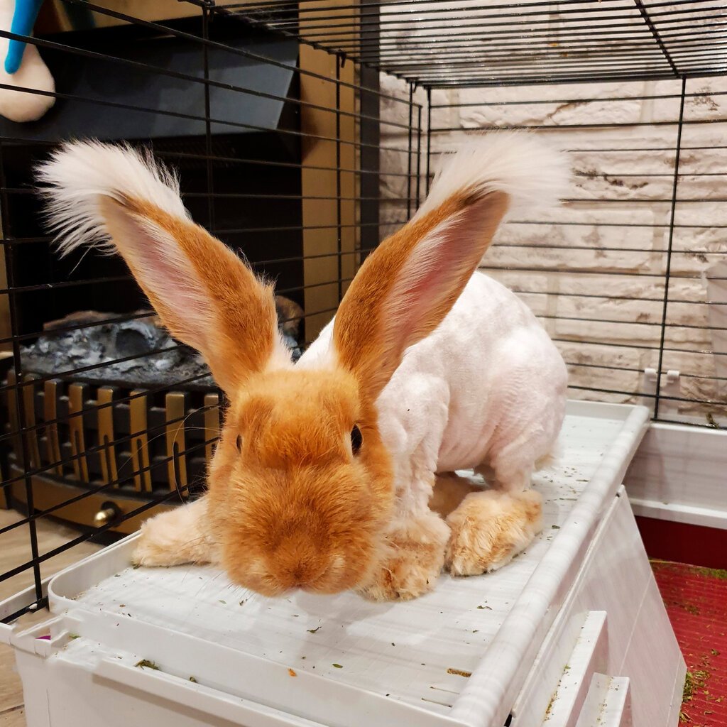 Стрижка кролика