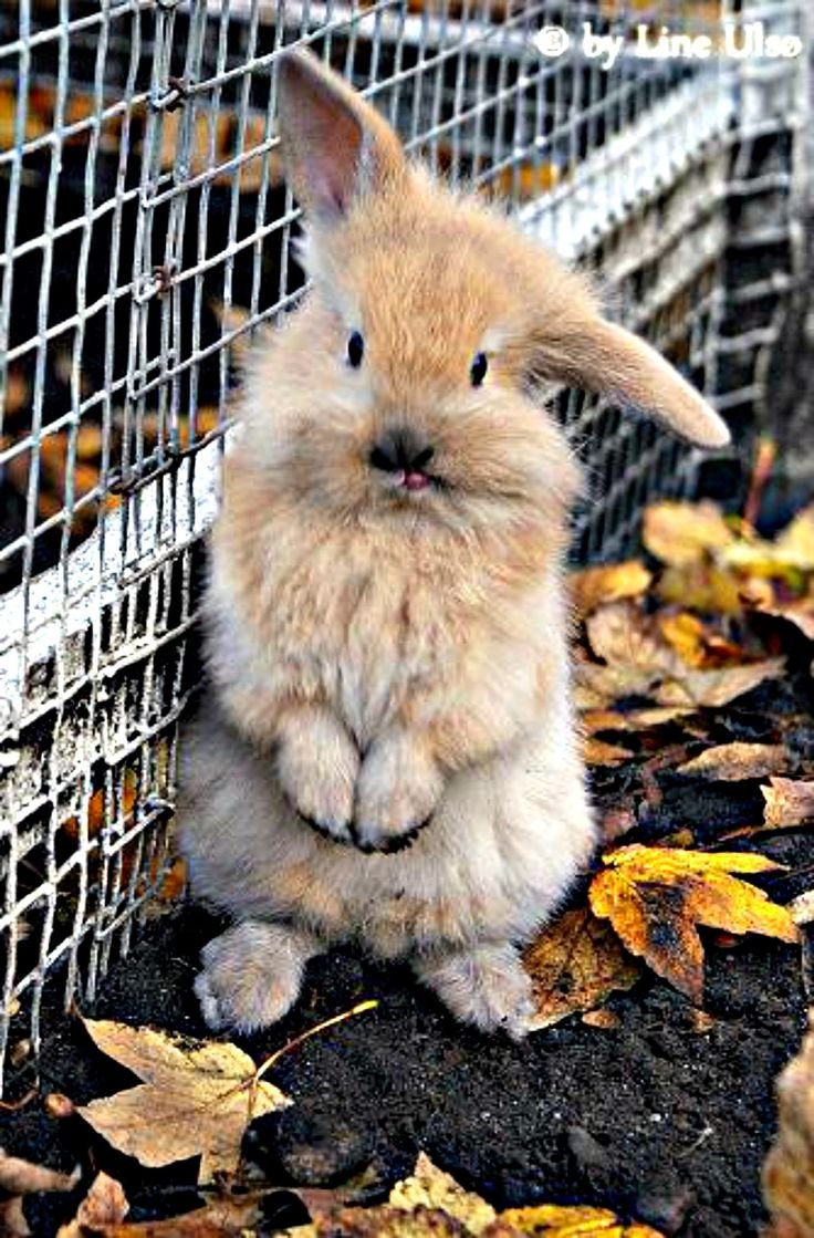 Лапы кролика