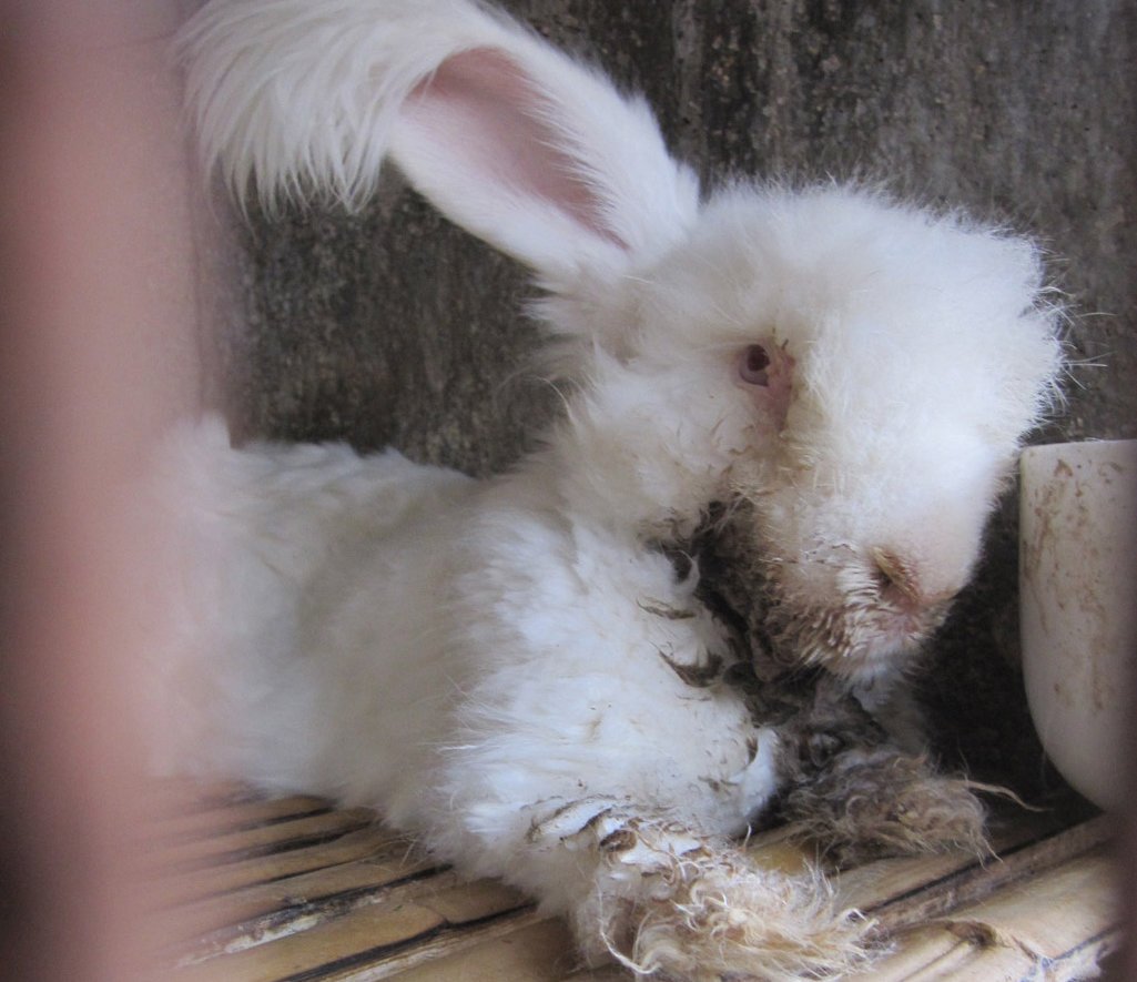 Общипанный ангорский кролик