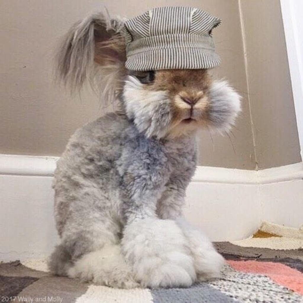 Кролик с пушистыми ушами