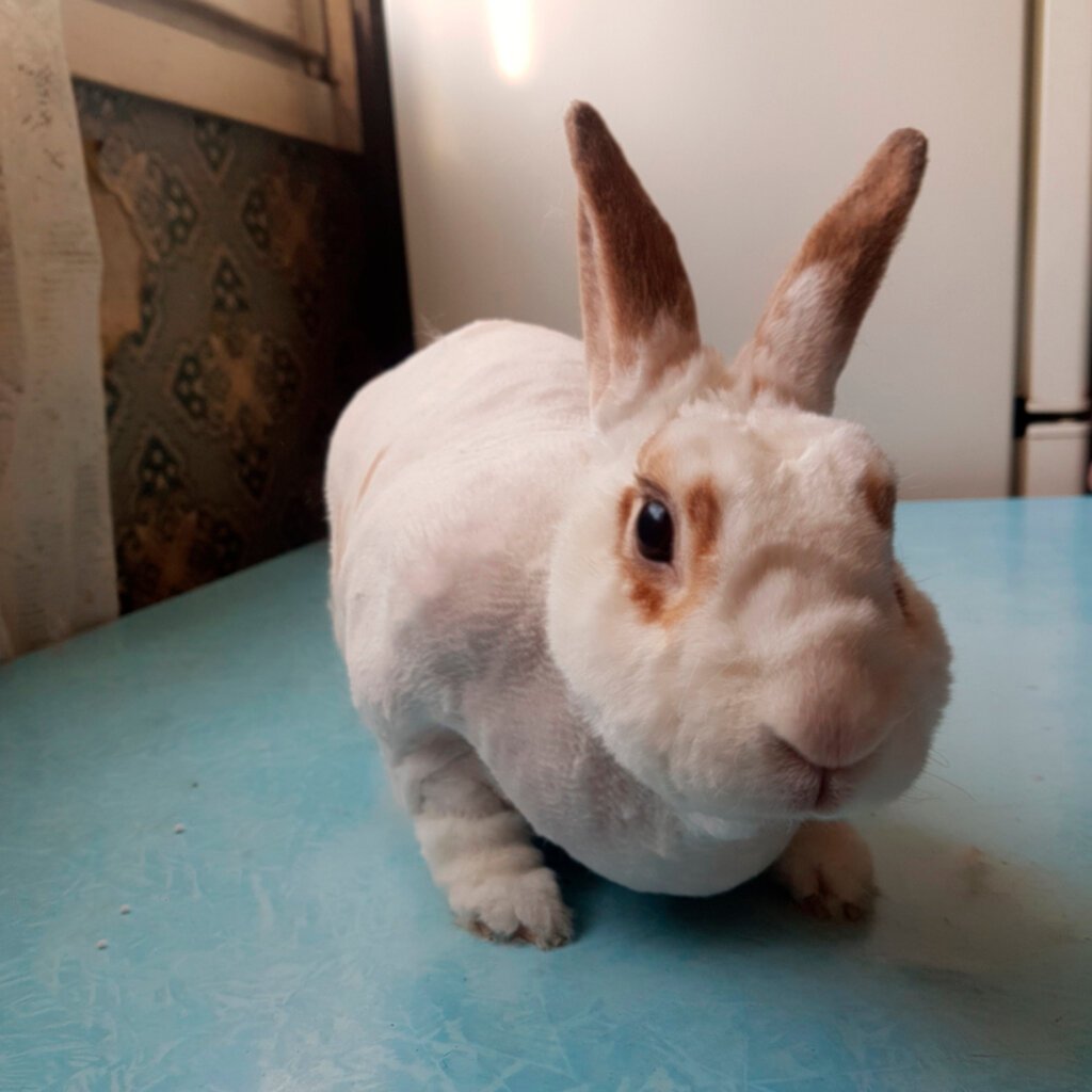 Подстриженный кролик