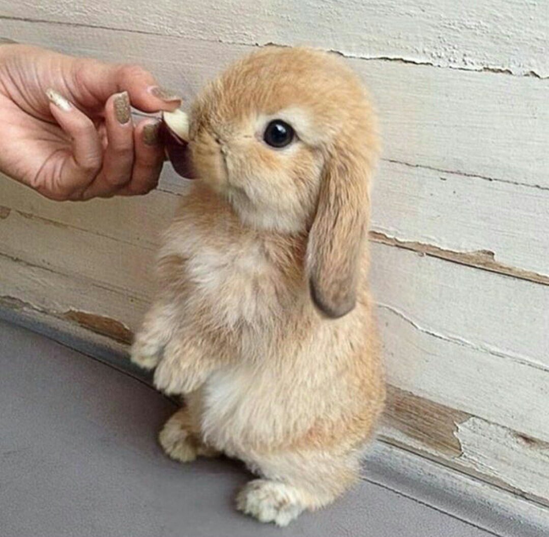 Рыжий вислоухий кролик