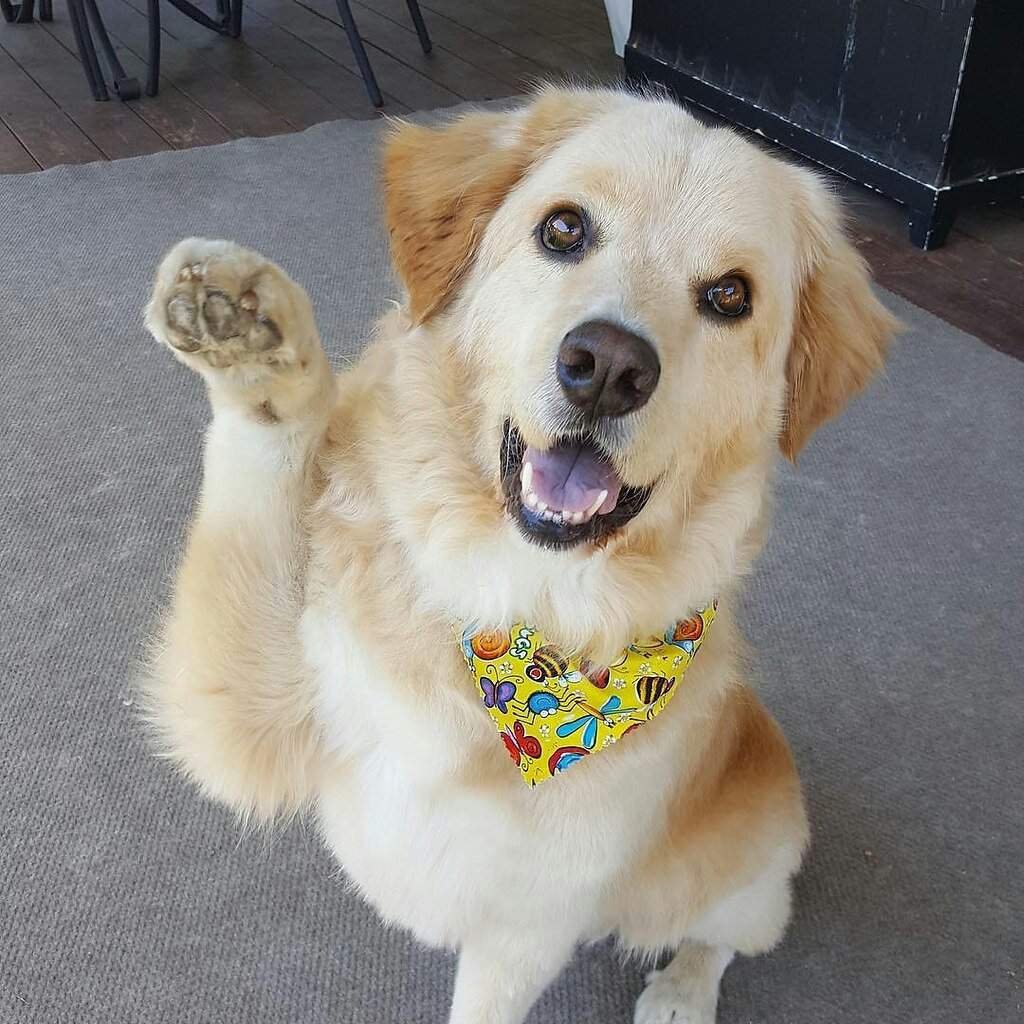 Смешные собаки в хлебе