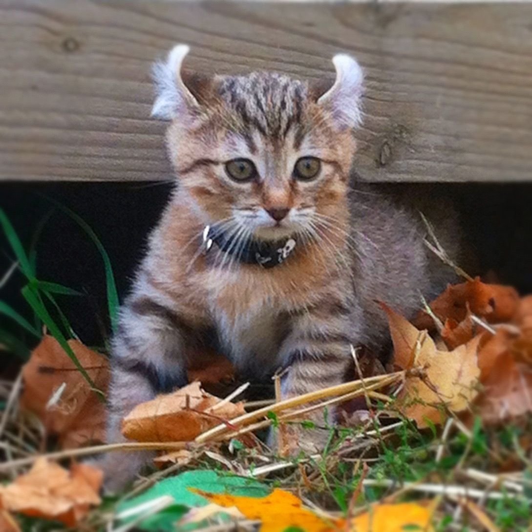 Порода хайлендер Линкс