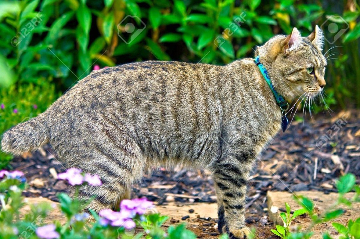 Британская длинношерстная кошка хайлендер