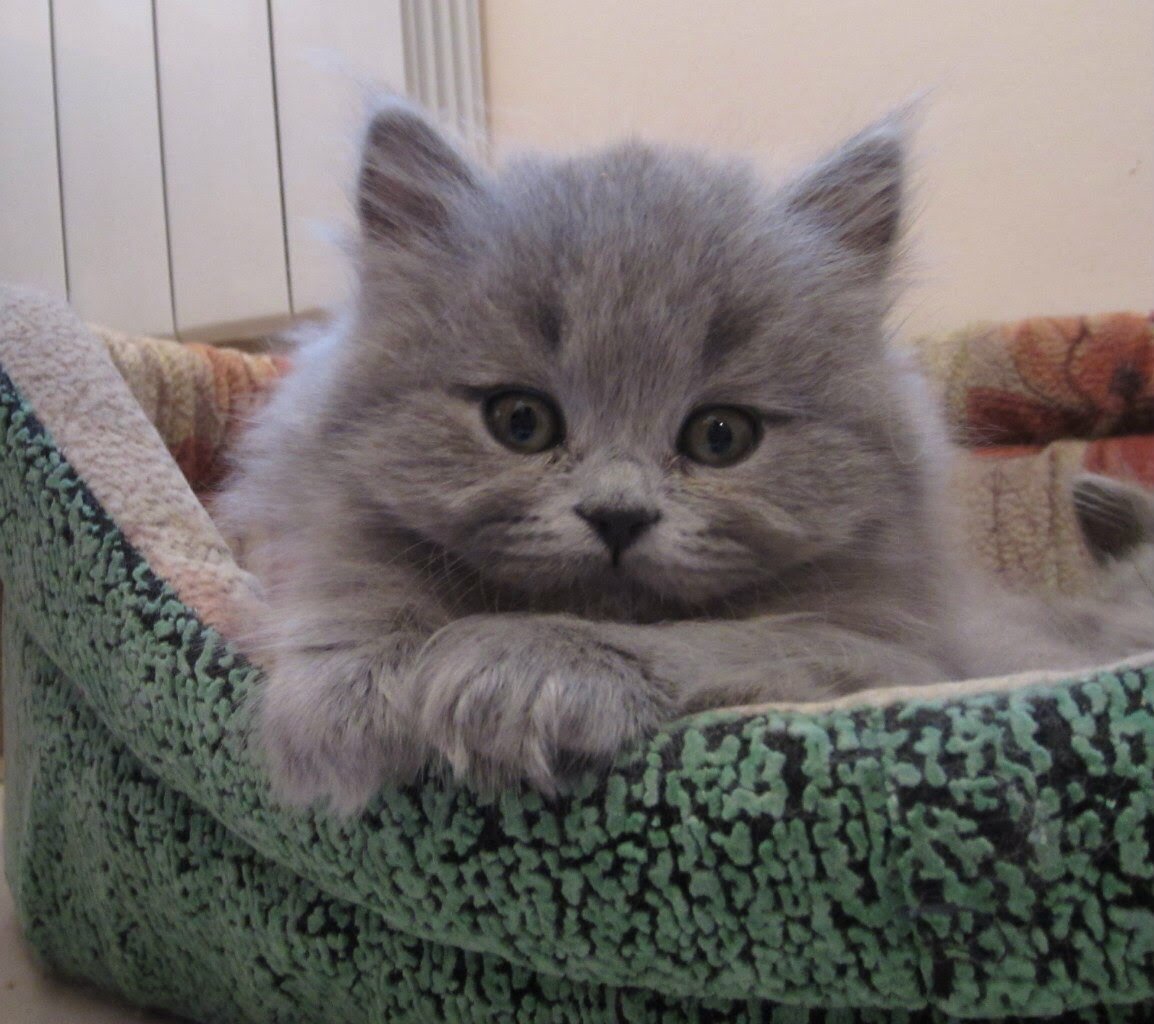 Кот и птица