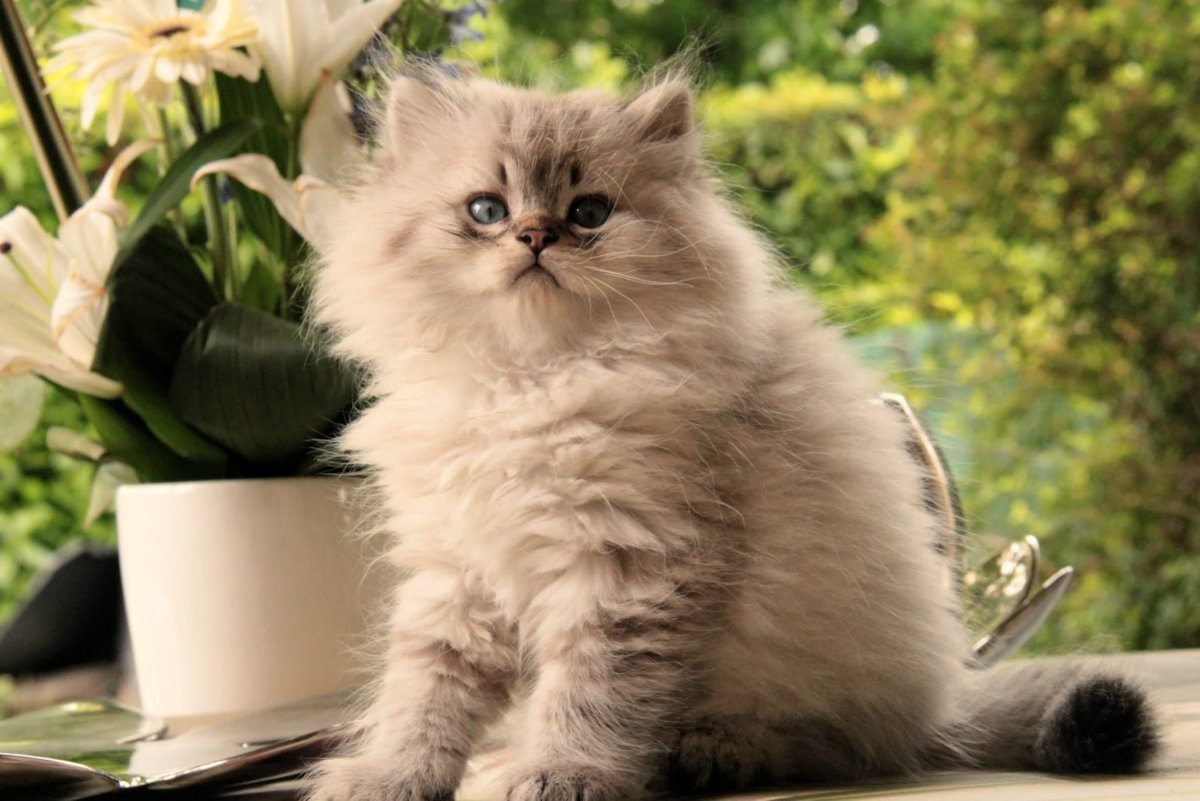 Хайлендер Линкс