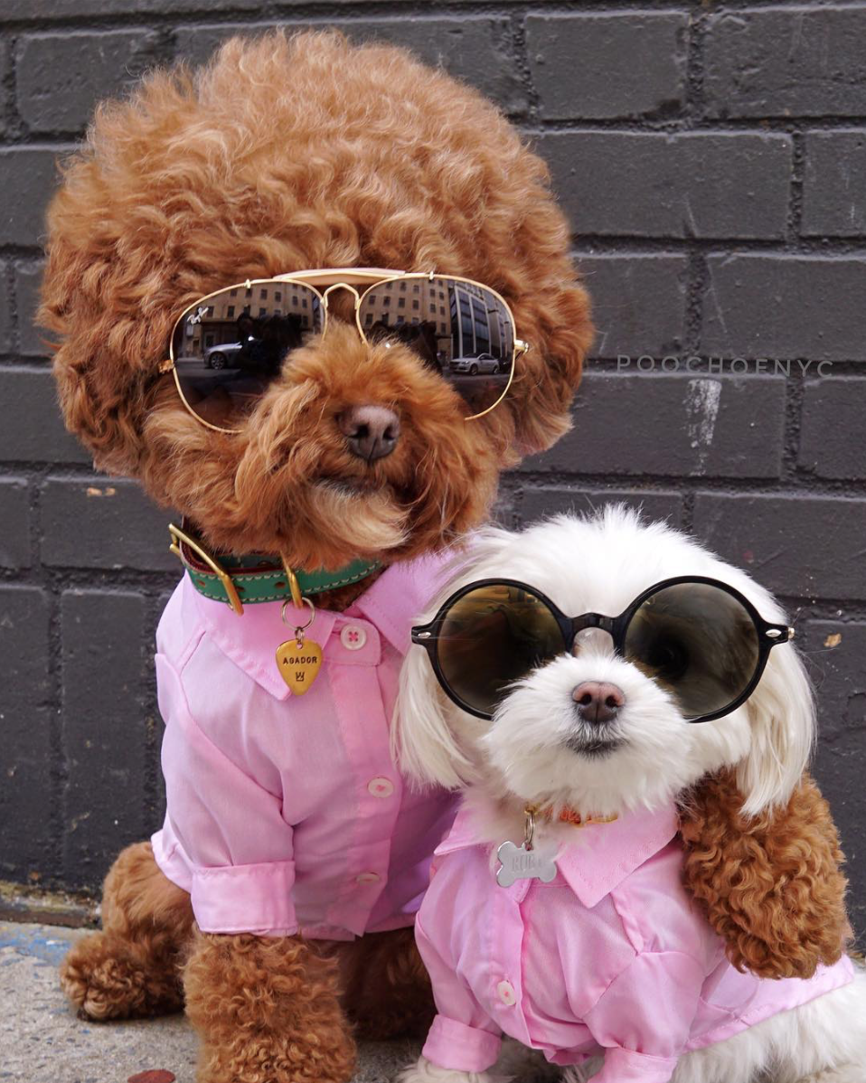 Пушистые собаки очки