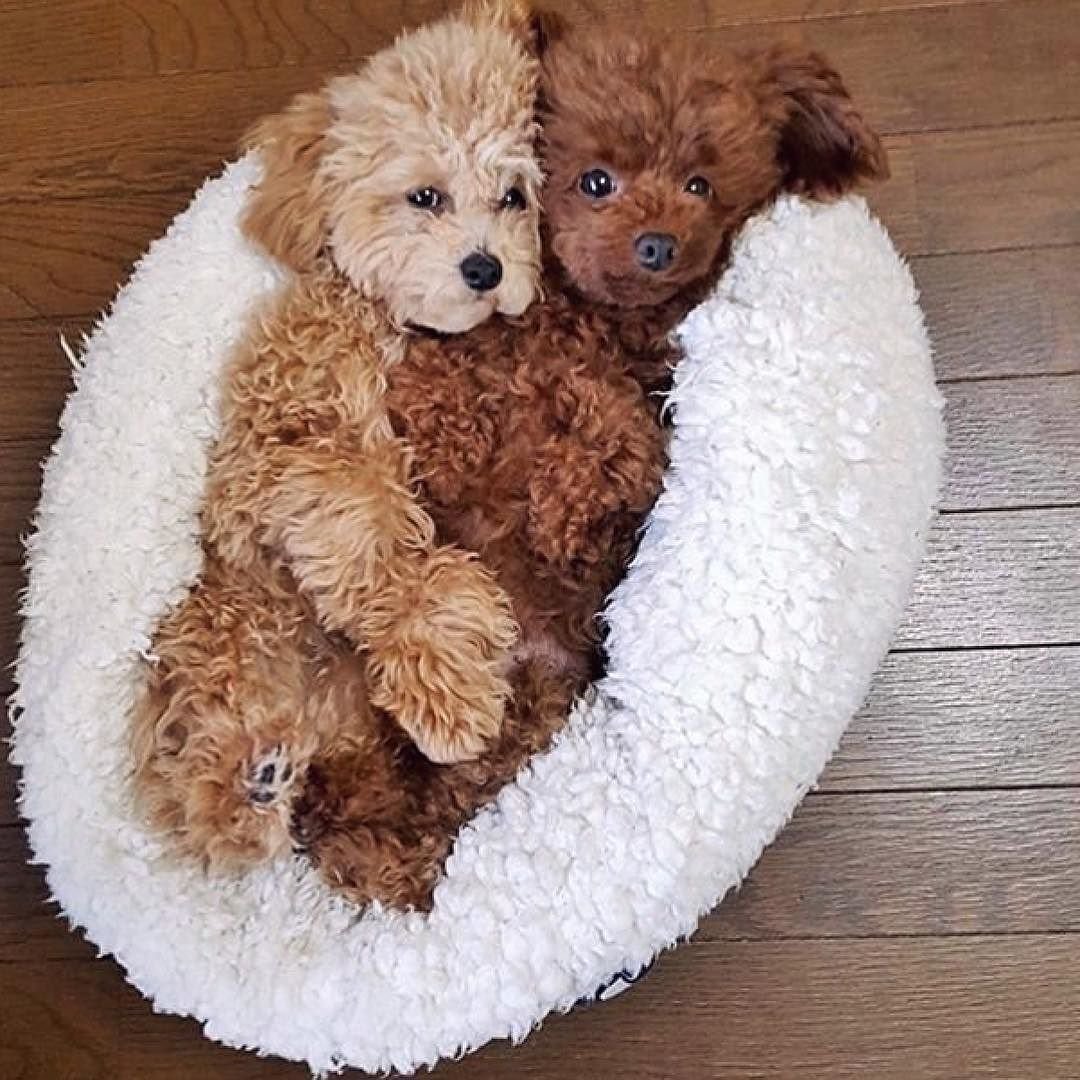 Крутые и милые собаки