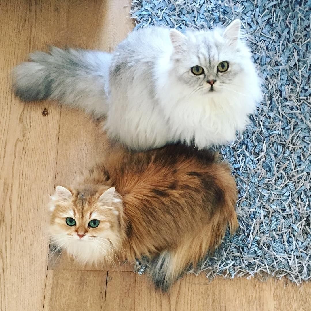 Британская длинношерстная кошка смузи