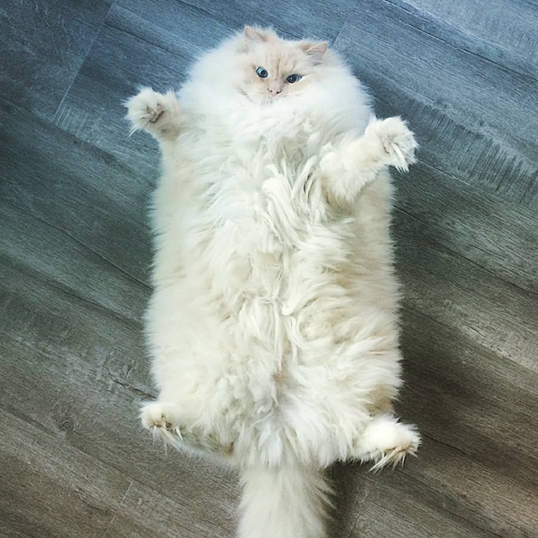 Атчум персидский