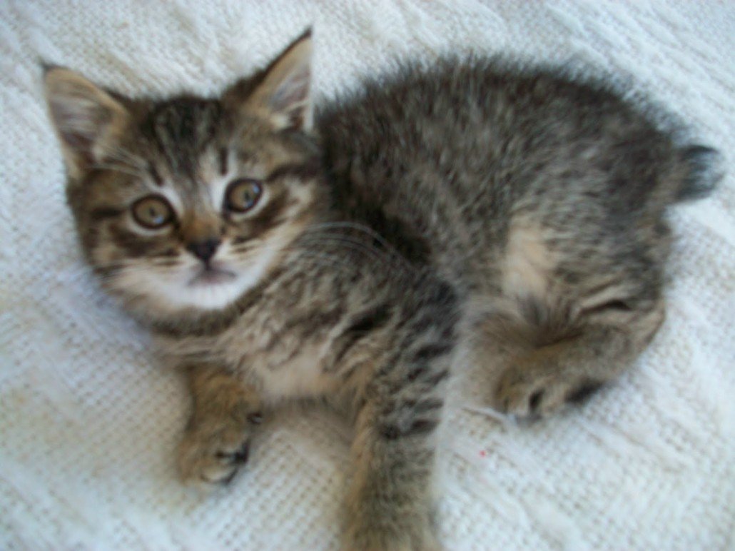 Домашние животные дерево