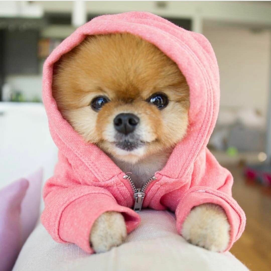 Померанский шпиц jiffpom белый