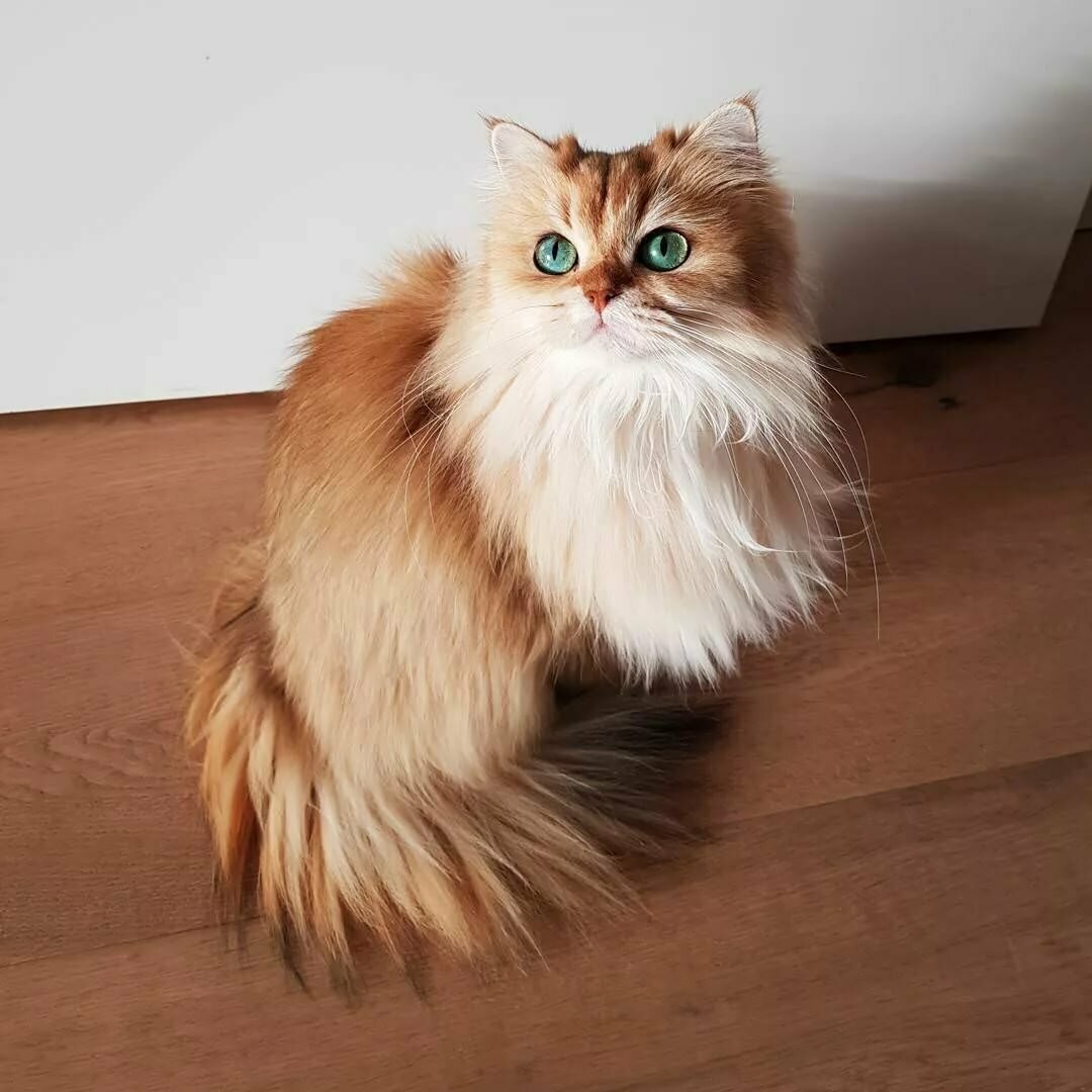 Американский кёрл кошка