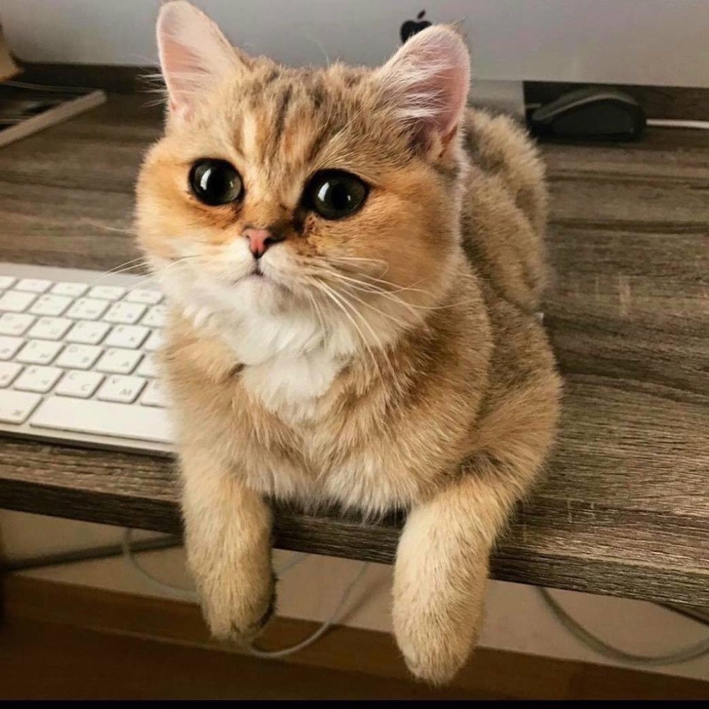 Кот из инстаграмма