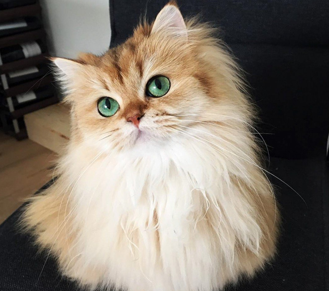 Хайленд Линкс кошка