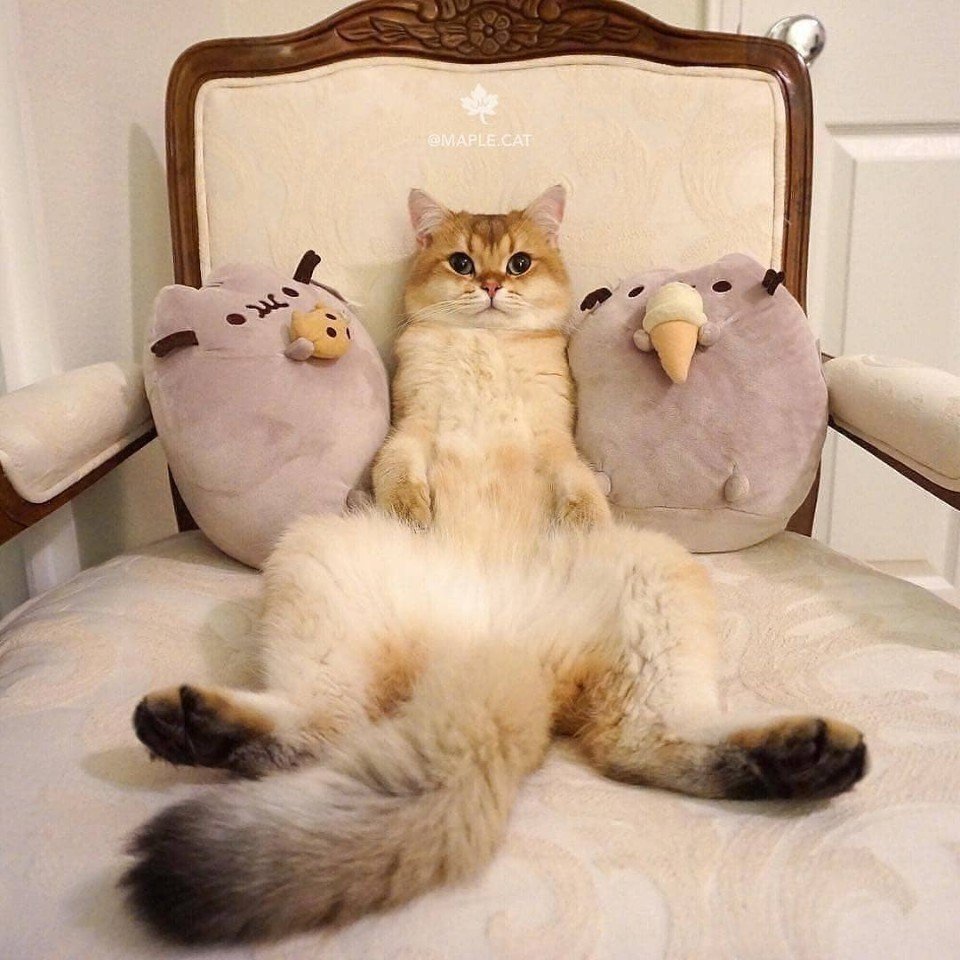 Каракал Гоша Шлеппа