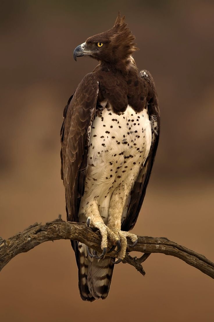 Клинохвостый орёл