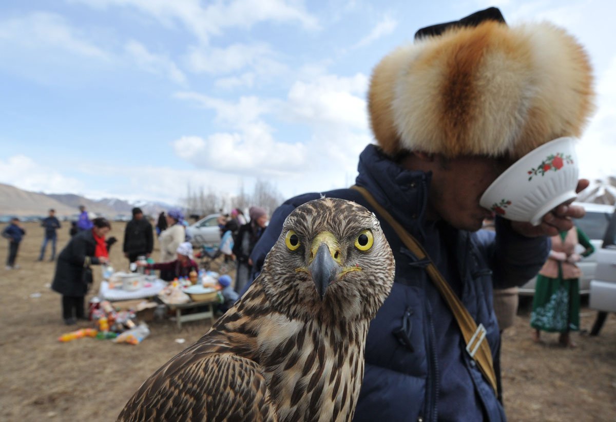 Орёл и ястреб различия