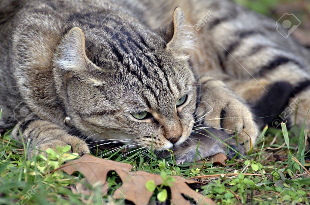 У кота отбирают добычу