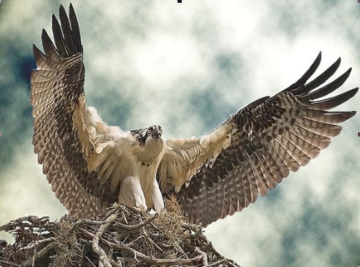 Золотой Беркут