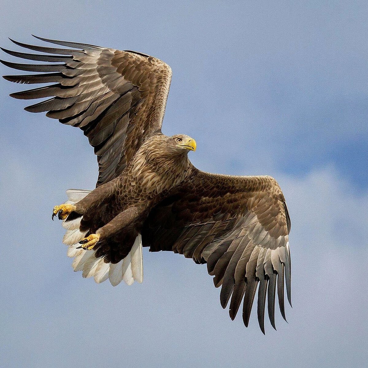 Беркут Казахстан