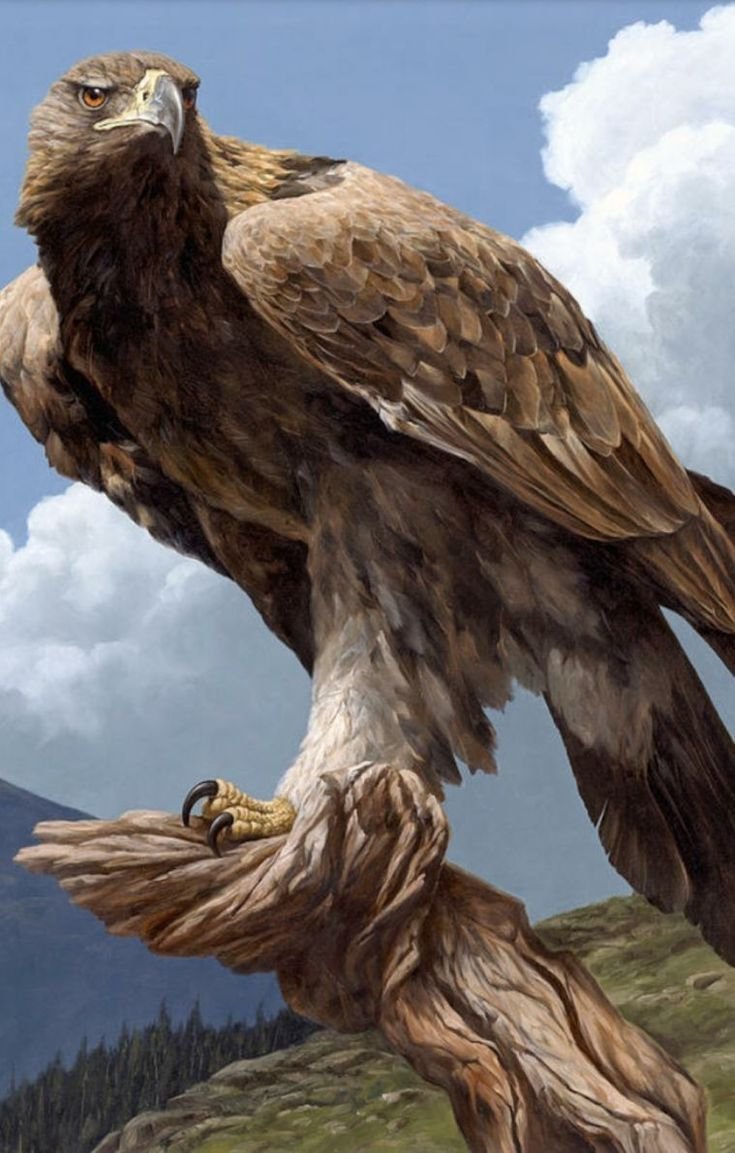 Белоголовый Орлан Размеры