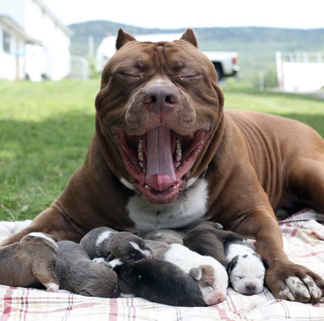 Амстафф Халк