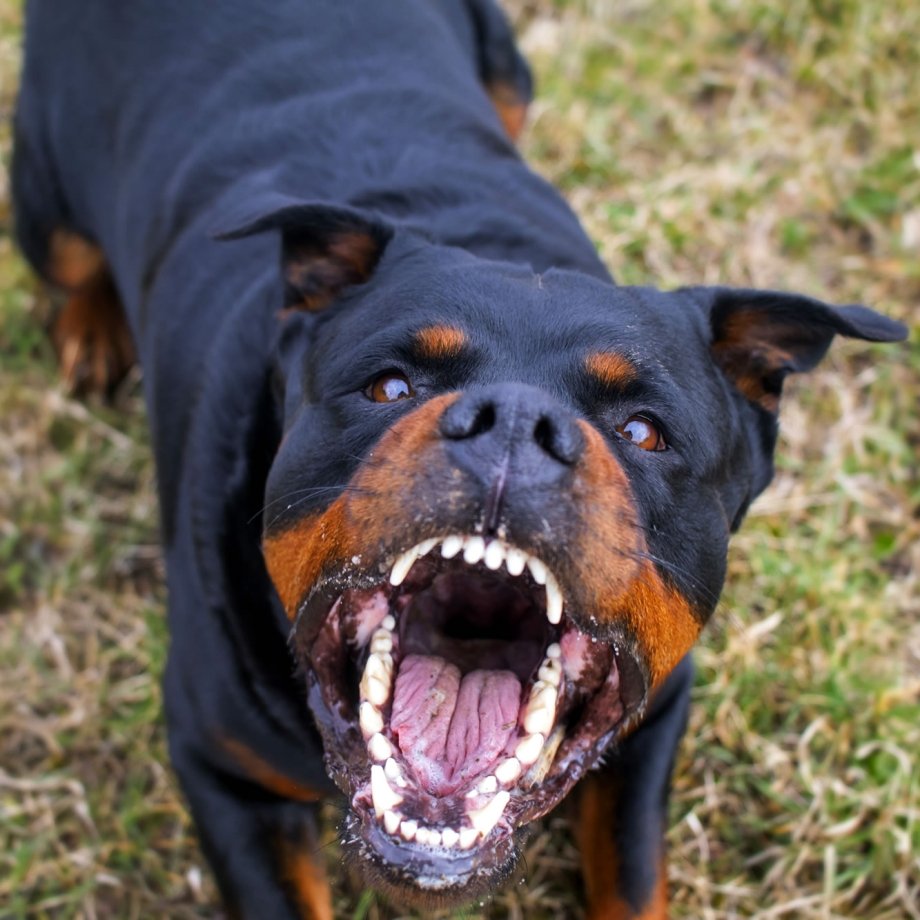 Бойцовский ротвейлер