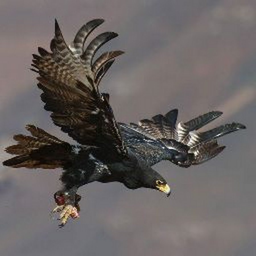 Нападающий Беркут