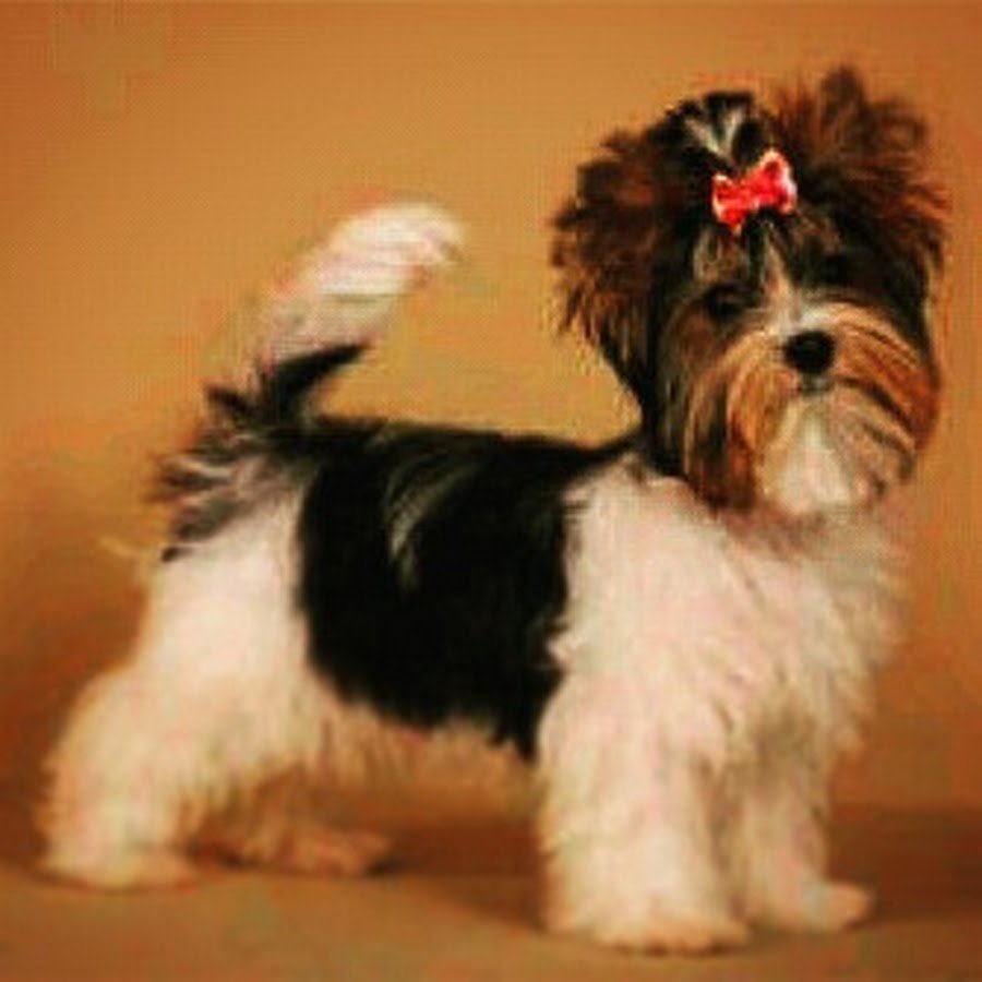 Бивер-Йоркширский терьер