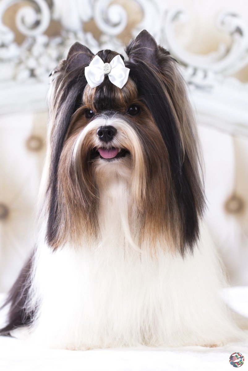 Бивер-Йоркширский терьер стрижки