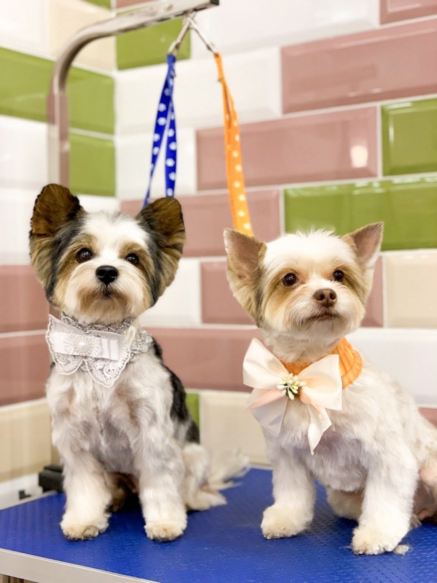 Груминг Бивер Йорка