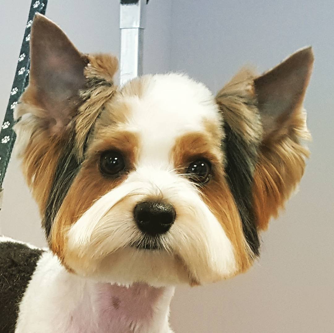 Бивер-Йоркширский терьер