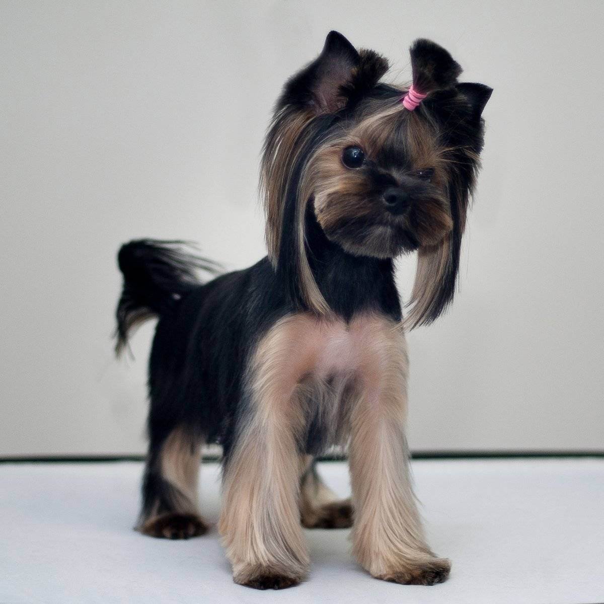 Шерсть Бивер Йорка