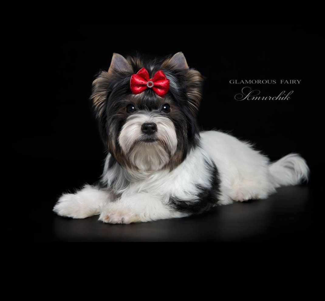 Бивер Йорк жесткошерстный