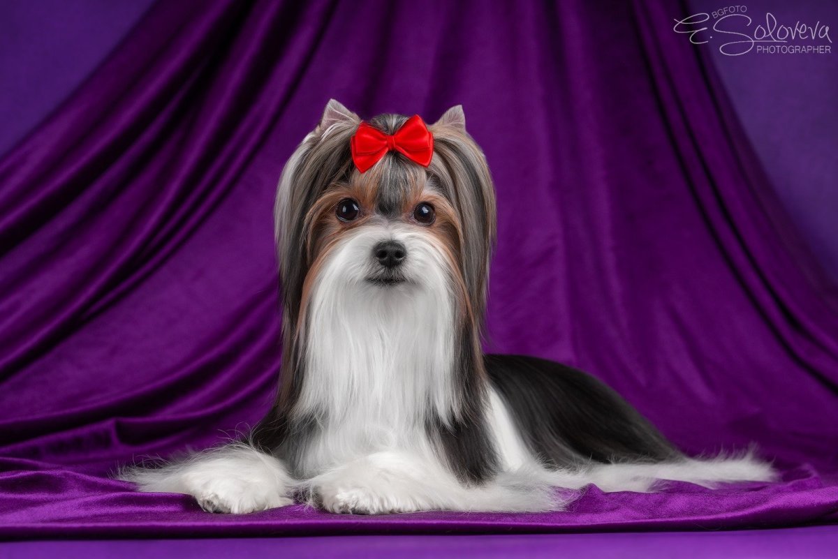 Груминг Бивер Йорка