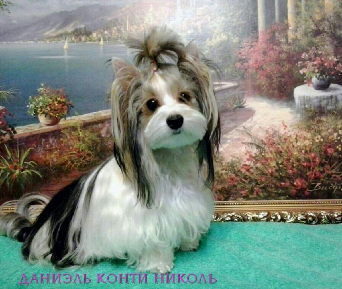 Грумминг Бивер Йорка